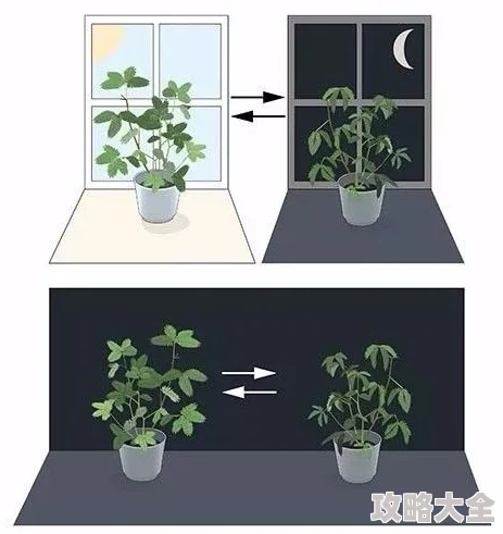 我的休闲时光新攻略：高效整理花架玩法规则与创意布局技巧